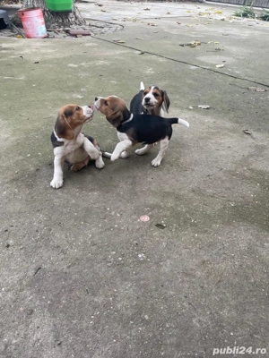 Catelusi Beagle - imagine 5