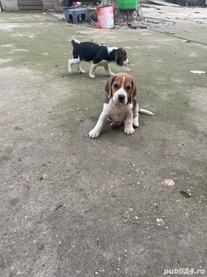 Catelusi Beagle - imagine 3