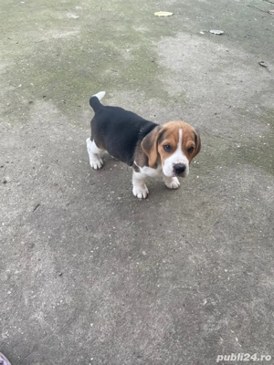 Catelusi Beagle
