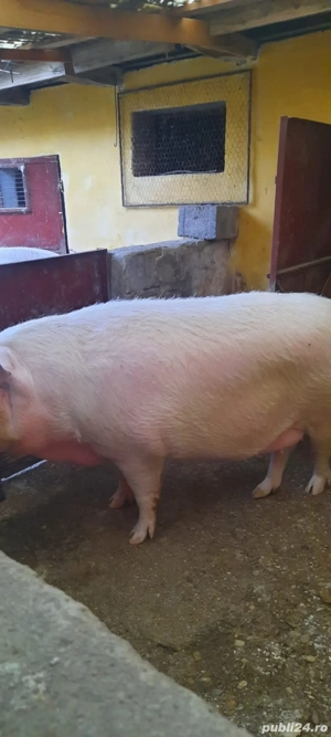 Porc de vanzare - imagine 3