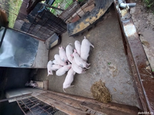 purcei de vanzare landras cu marele alb  - imagine 3