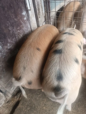 Porci de vanzare 50-80 kg - imagine 5