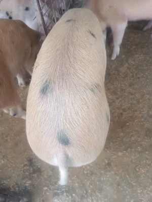 Porci de vanzare 50-80 kg - imagine 3