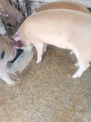 Porci de vanzare 50-80 kg - imagine 2