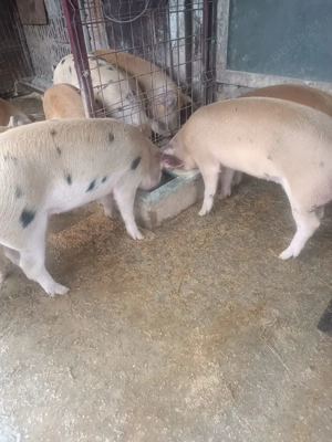 Porci de vanzare 50-80 kg - imagine 4