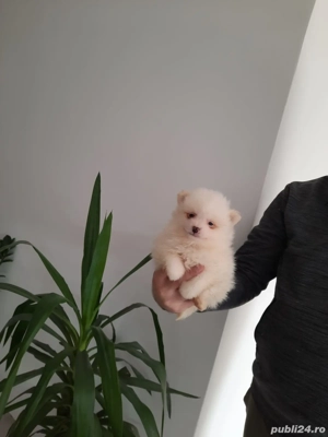 Pomeranian spitz mini - imagine 2