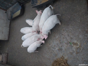 purcei de vanzare landras cu marele alb 