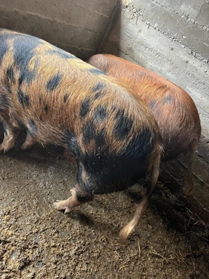 De vânzare porci  - imagine 2