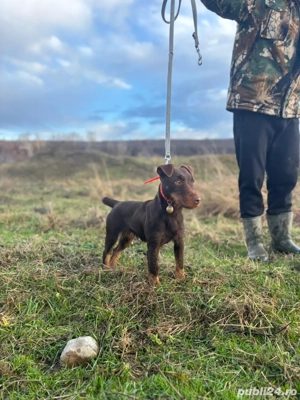 Femelă Jagd terrier jagdterrier 