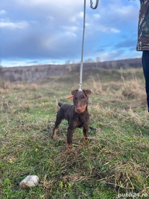 Femelă Jagd terrier jagdterrier  - imagine 2