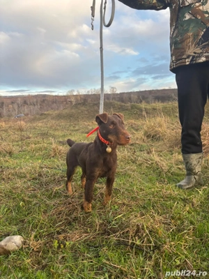 Femelă Jagd terrier jagdterrier  - imagine 3