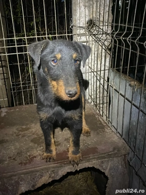 Mascul Jagd terrier jagdterrier  - imagine 3