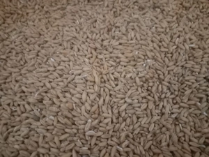 Vand grau furajer(triticale) - imagine 1