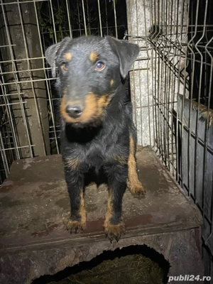 Mascul Jagd terrier jagdterrier  - imagine 2