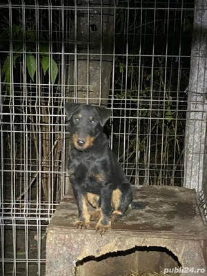 Mascul Jagd terrier jagdterrier 