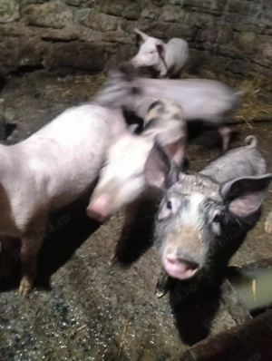 Vând purcei de 3 luni ținut sau proțap  - imagine 3