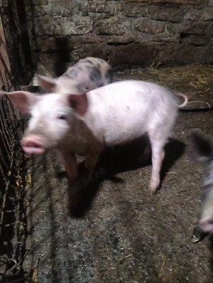 Vând purcei de 3 luni ținut sau proțap  - imagine 4