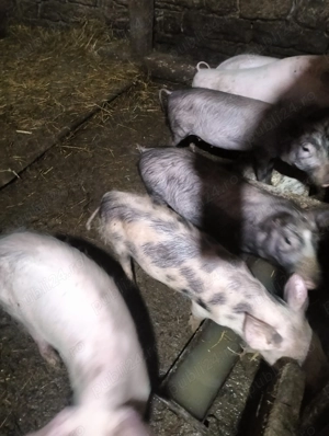 Vând purcei de 3 luni ținut sau proțap  - imagine 2