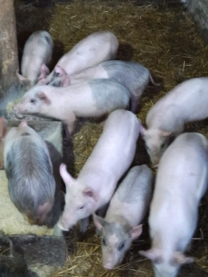 Purcei de vânzare 10saptamani