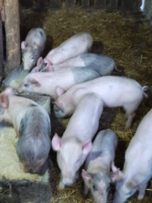 Purcei de vânzare 10saptamani - imagine 2