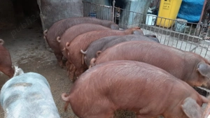 Vând Porci - imagine 2