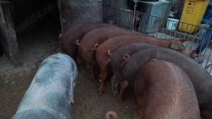 Vând Porci - imagine 3