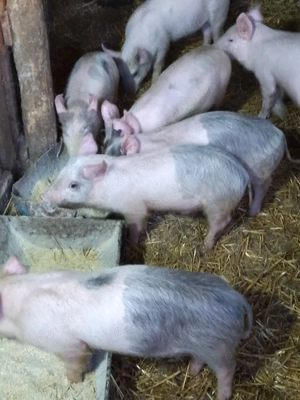 Purcei de vânzare 10saptamani - imagine 5