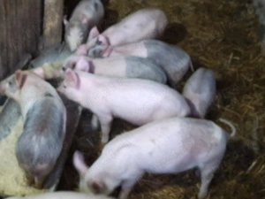 Purcei de vânzare 10saptamani - imagine 3