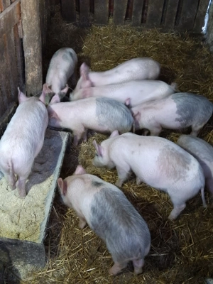 Purcei de vânzare 10saptamani - imagine 4