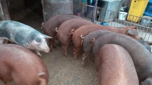 Vând Porci - imagine 4