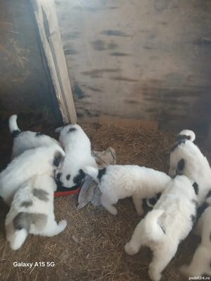 ciobanesc de bucovina  - imagine 2