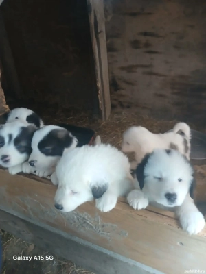 ciobanesc de bucovina 