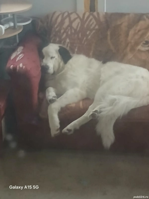 ciobanesc de bucovina  - imagine 3