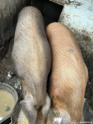 De  vanzare porcii de rasa 