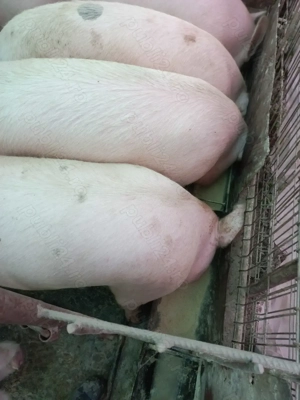 Vand porci 170 -210 kg la12 lei porcii sant la Bagau am transport ! - imagine 2