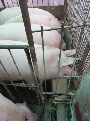 Vand porci 170 -210 kg la12 lei porcii sant la Bagau am transport ! - imagine 3