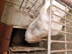 Vând porc  - imagine 2