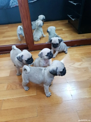 MOPS  Pug Transport  Gratuit in toata ROMANIA - imagine 2