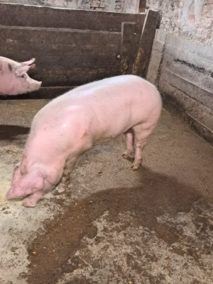 Vând porci rasă de carne  - imagine 4