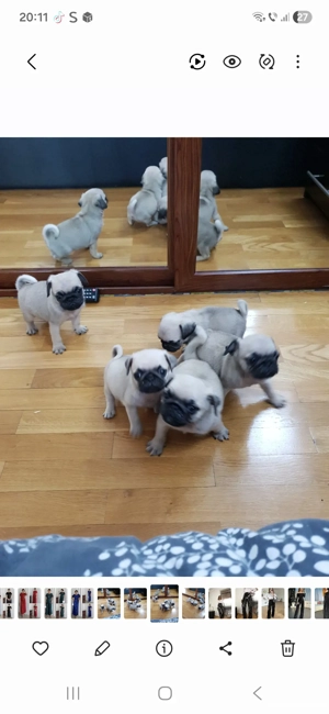 MOPS  Pug Transport  Gratuit in toata ROMANIA - imagine 3