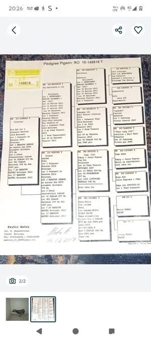 femela porumbei  - imagine 2