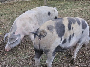 Porci de vanzare - imagine 3