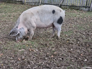 Porci de vanzare