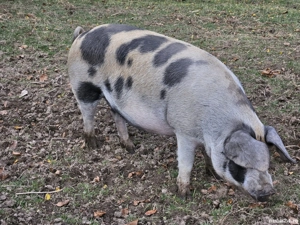 Porci de vanzare - imagine 2