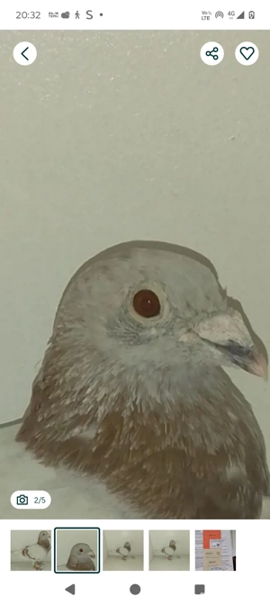 mascul porumbei  - imagine 2