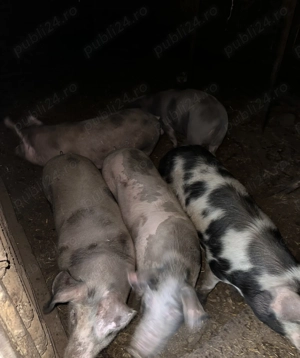 Vând grăsuni și porci  - imagine 3