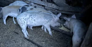 Vând grăsuni și porci  - imagine 2