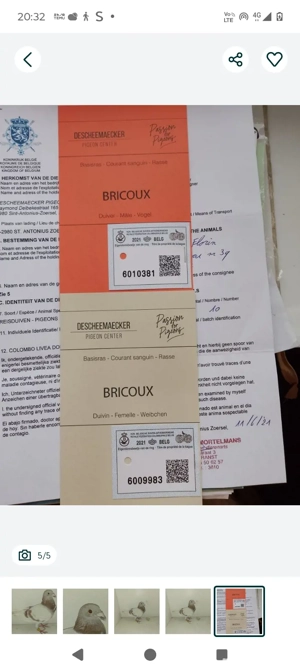 mascul porumbei  - imagine 3