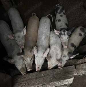 Vând grăsuni și porci  - imagine 4