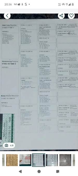 porumbei femela  - imagine 5